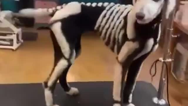 Dogs Halloween cut