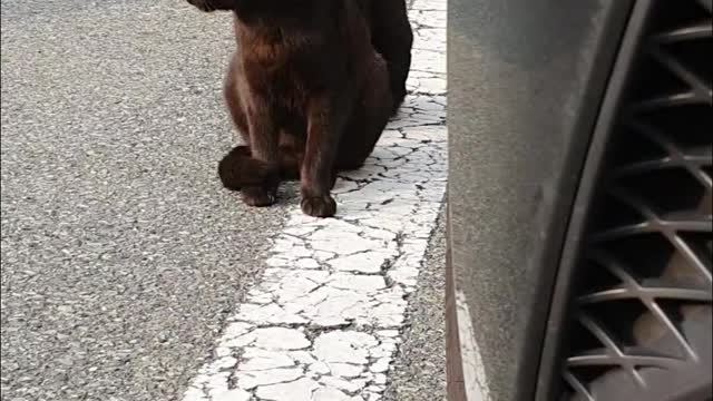 The cat that reminds me of Kerberos.