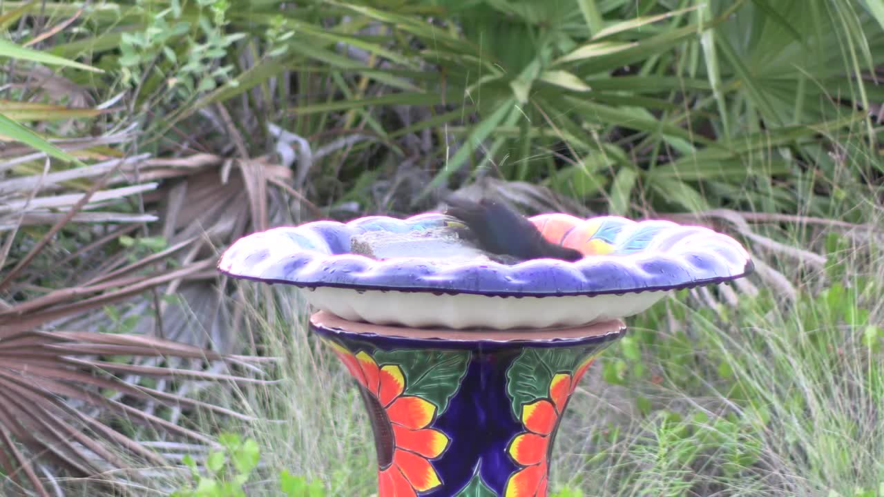 Grackle in the birdbath