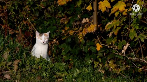 Adorable cat is watching me