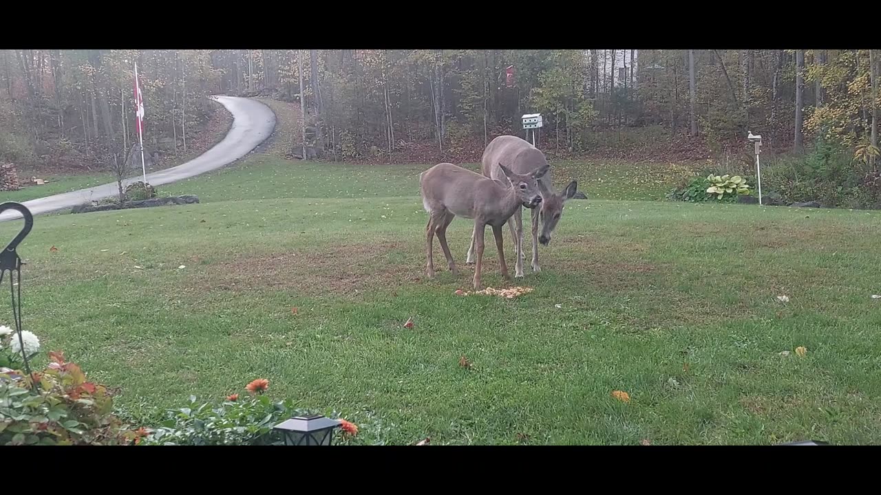 Deer for breakfast ! mmmm