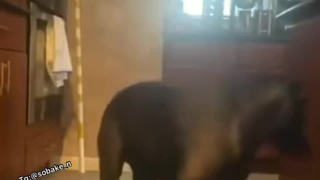 The girl decided to check how the dog would behave if she suddenly became ill.