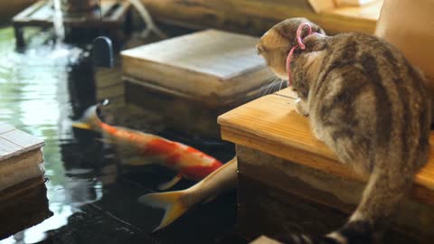 The cat is looking at the fish