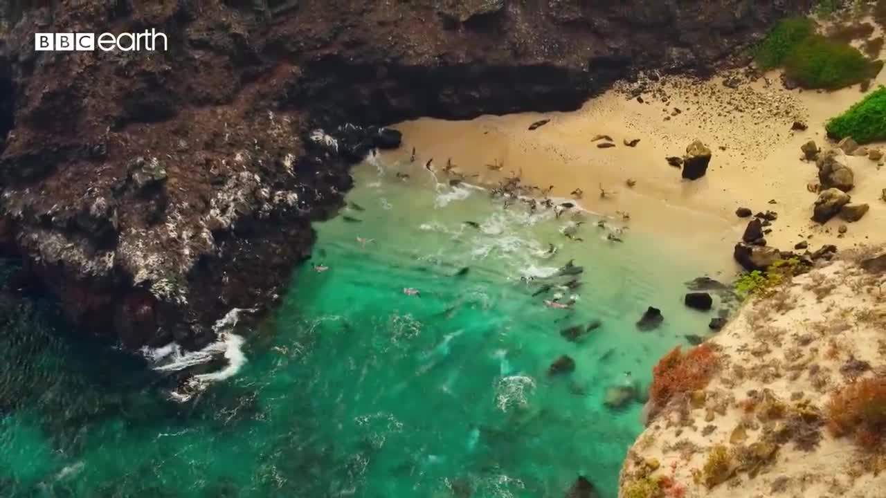 Sea Lion Team Hunts in Secret Cove | Eden: Untamed Planet | BBC Earth