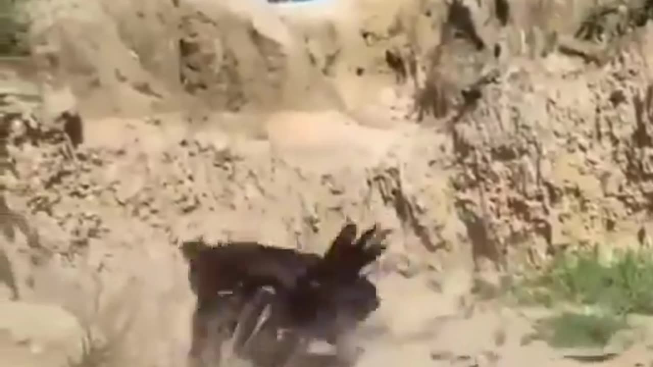 Eagle fight with war chicken