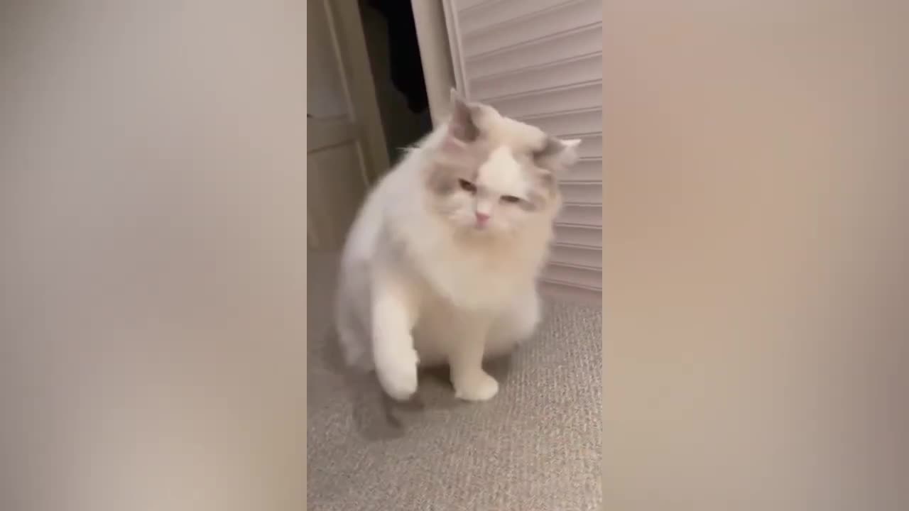 You Laugh You Lose 😍 Funniest Cats and Dogs 2024 😸🐶