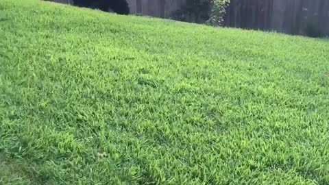 Newf adores his new soccer ball!