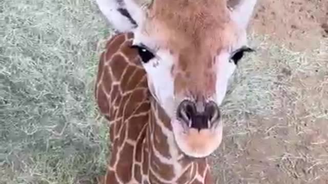 Small steps for Msituni, big steps for giraffe conservation.