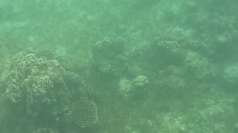 Snorkeling Adventures Philippines. Wow so many new coral growing and many fish returning to the reef