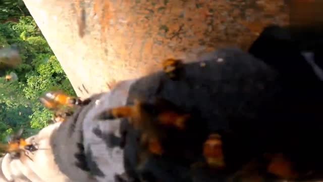 There are too many bees on this tree, and there must be a lot of honey