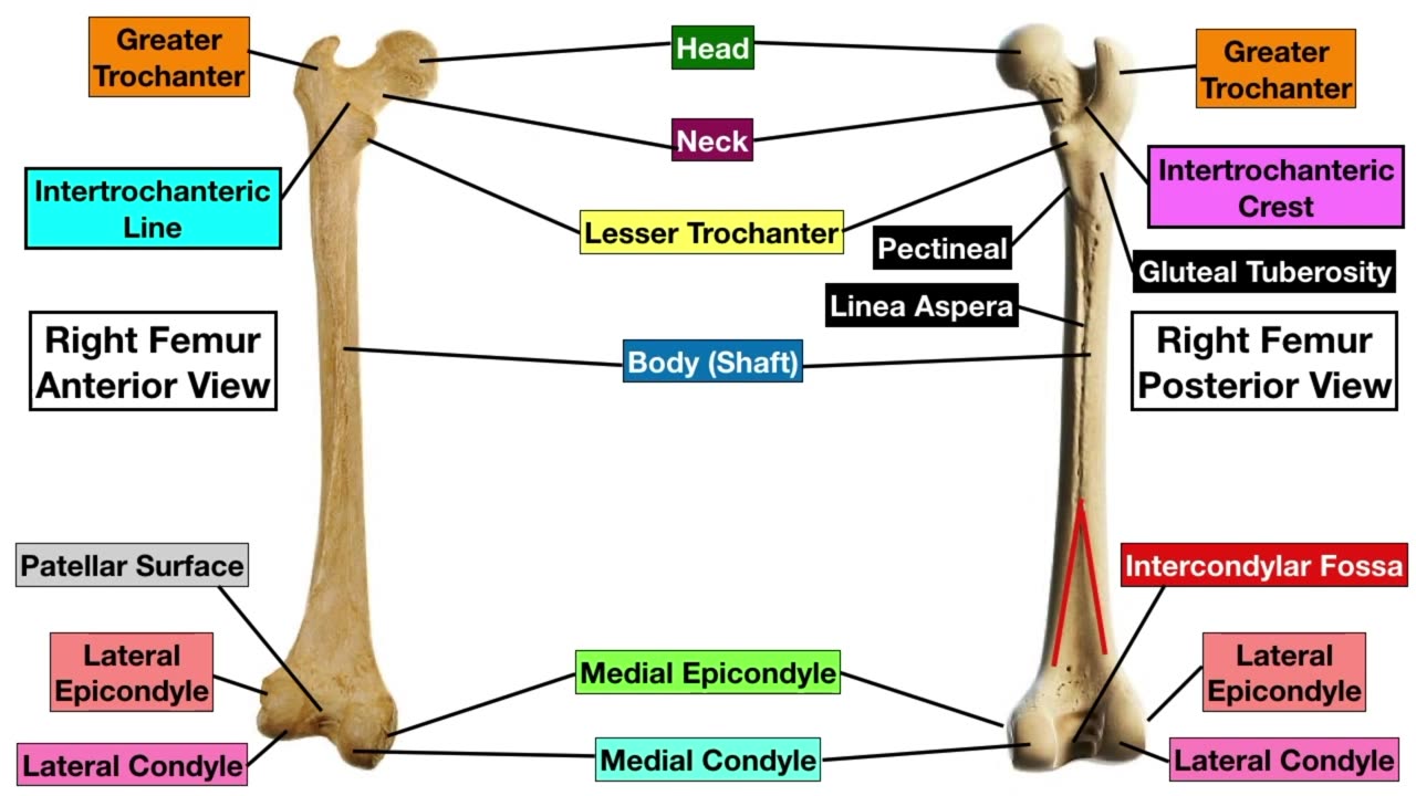 Femur Bone Anatomy_ Skeletal System Lower Limb [Labeled Diagram]