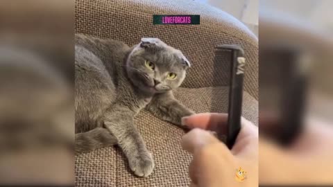 cat reacting on weird sound 🤣