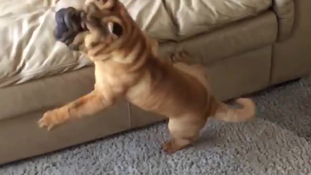 Sharpei tries to jump on couch but fails! So many folds!