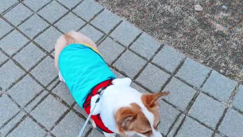 Welsh corgi likes to take a walk