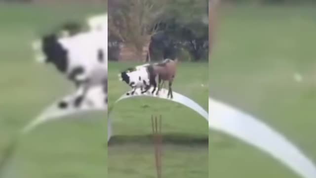 lamb playing seesaw