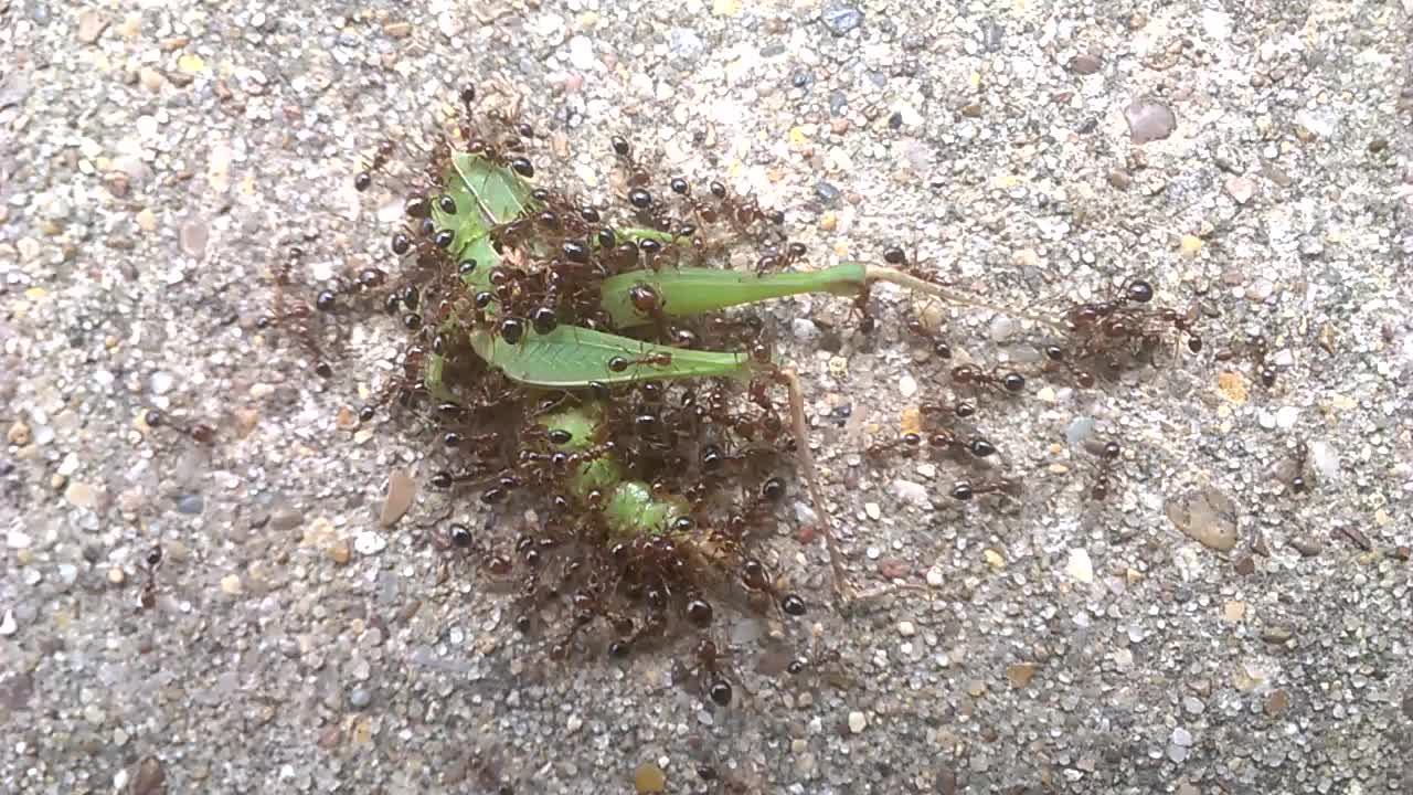 Texas Fire Ants Tearing Up A Grasshopper