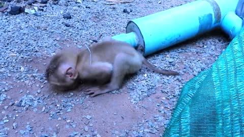 amazing dog save monkey stuck from the tube