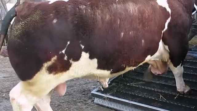 Enjoy the whole 11 min video of these colossal bulls