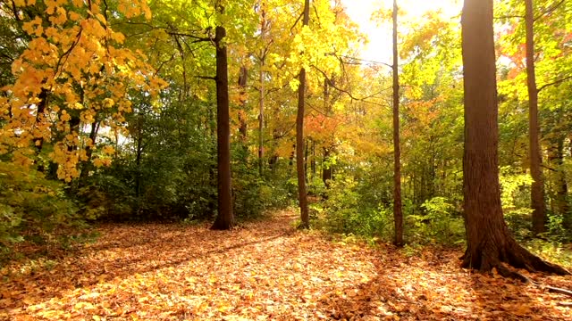 The Forest Ground Covered In Fallen Leaves