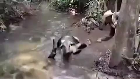 Snake Vs Cow