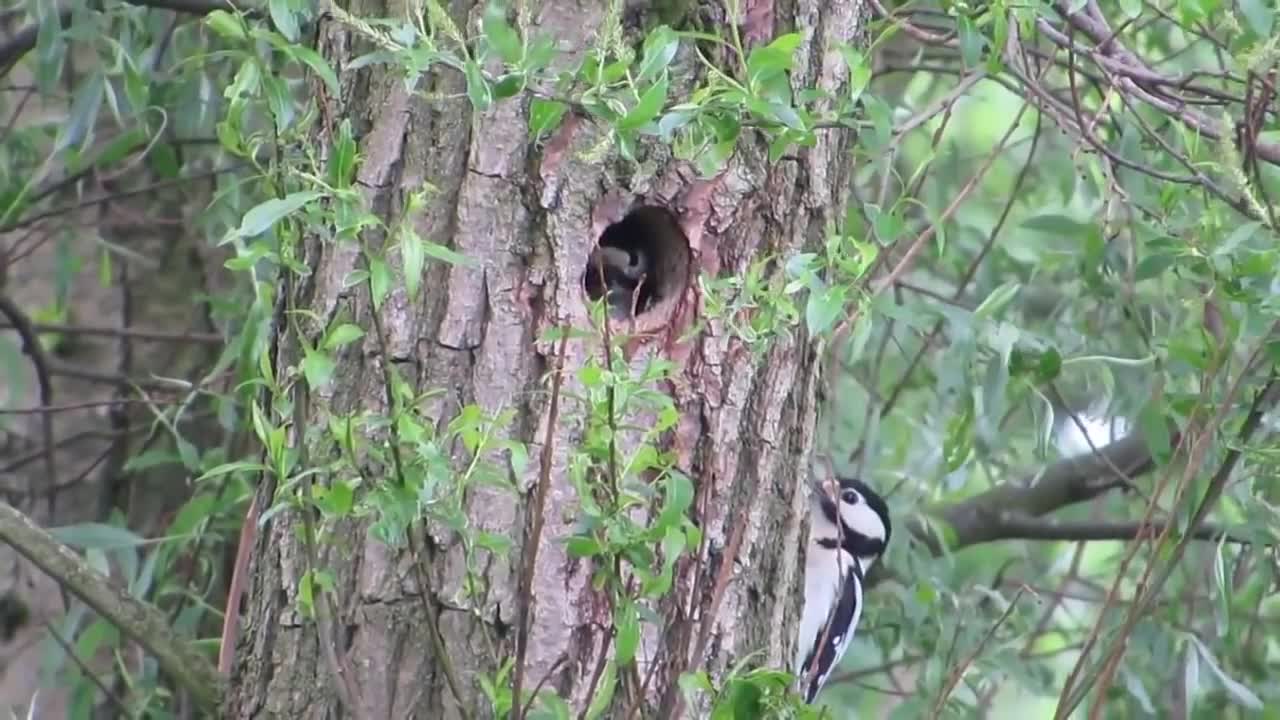 Woodpecker making nest in trees - Instrumental music with soft Piano sound