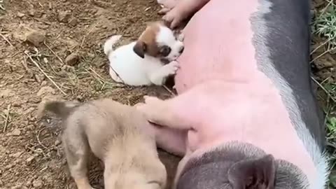 Try Not to Laugh: Hilarious Dogs and Cats Compilation! 🤣🐶🐱 #TryNotToLaugh #FunnyPets
