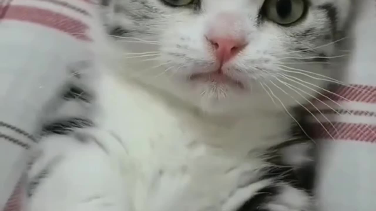 Cute animals #Cute#Cats#Short#Trending#Viral#Trendingvideo