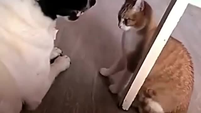 Serie vida de gato parte #2