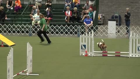 Diesel the Basset Hound at the 2015 AKC Agility Invitational