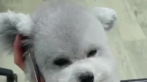 Is it cuter to give a dog a haircut?