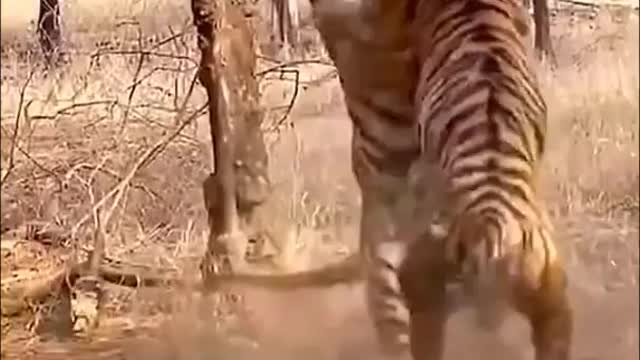 Tiger Fight