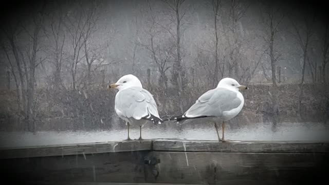 Gulls