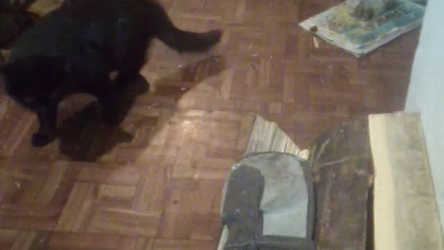our kitty 4/2