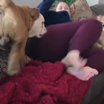 Doggo pukes on girl