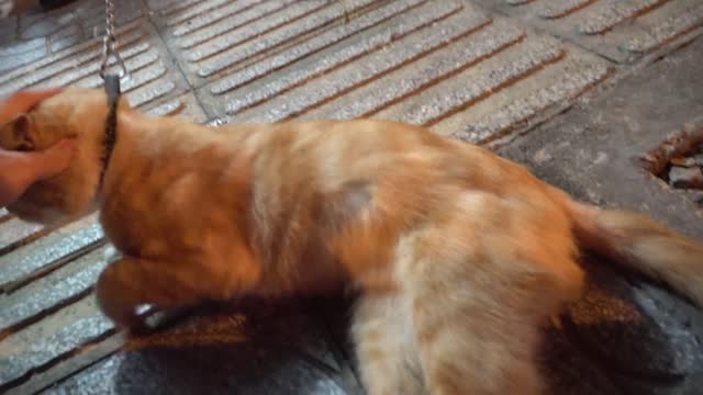 How Cats React When Seeing Stranger 1st Time - Running or Being Friendly 11? | Viral Cat