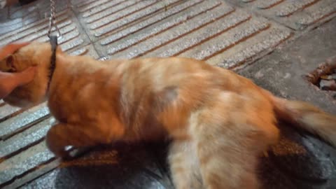 How Cats React When Seeing Stranger 1st Time - Running or Being Friendly 11? | Viral Cat