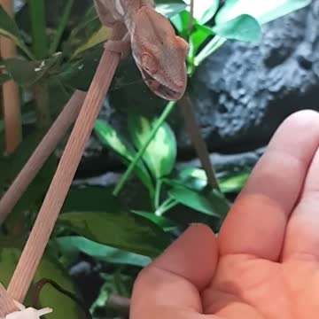 how the chameleon eats