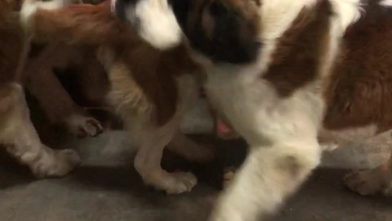 Saint Bernards Love Their Mom