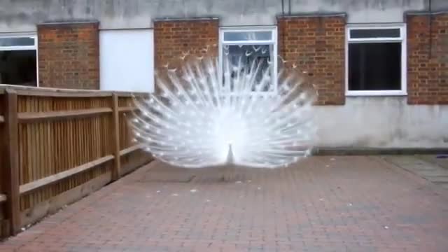 Beautiful peacock White tail fully Open