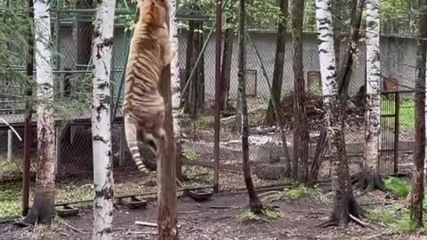 Who says tigers can't climb trees