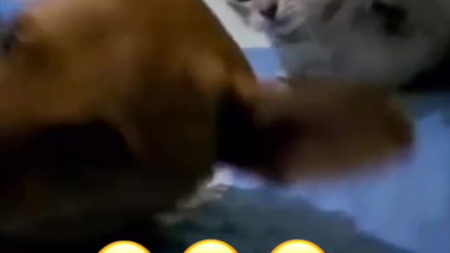 You will definitely laugh after seeing a cat hitting your dog while it purrs