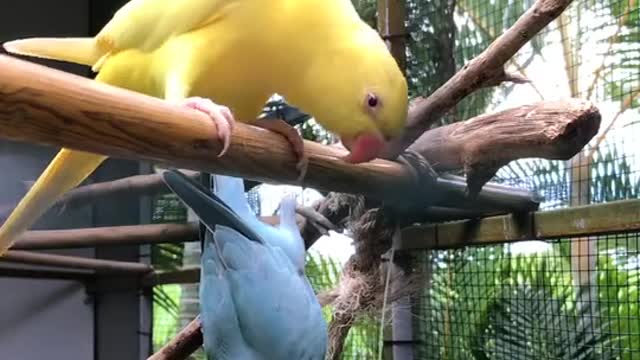 A lovely Couple of Parrot Birds