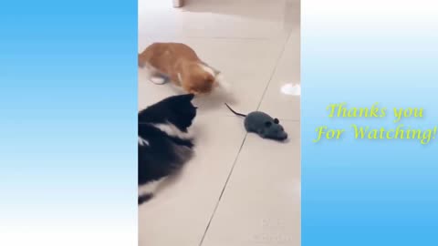 Cat Is Afraid of Mouse