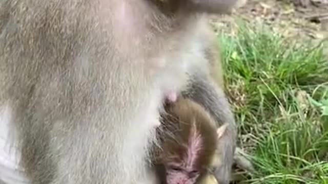 Cute Monkey China & Funny Love monkey| Animals Love #Short