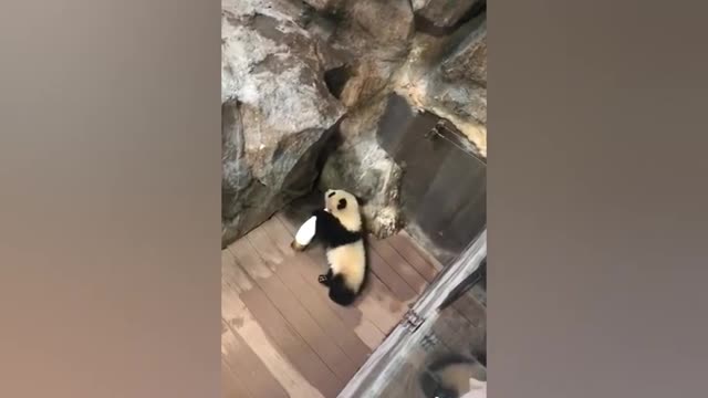 Funny Panda Videos - Funny Panda