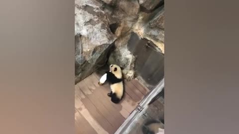 Funny Panda Videos - Funny Panda