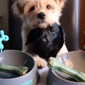 What is true doggy love