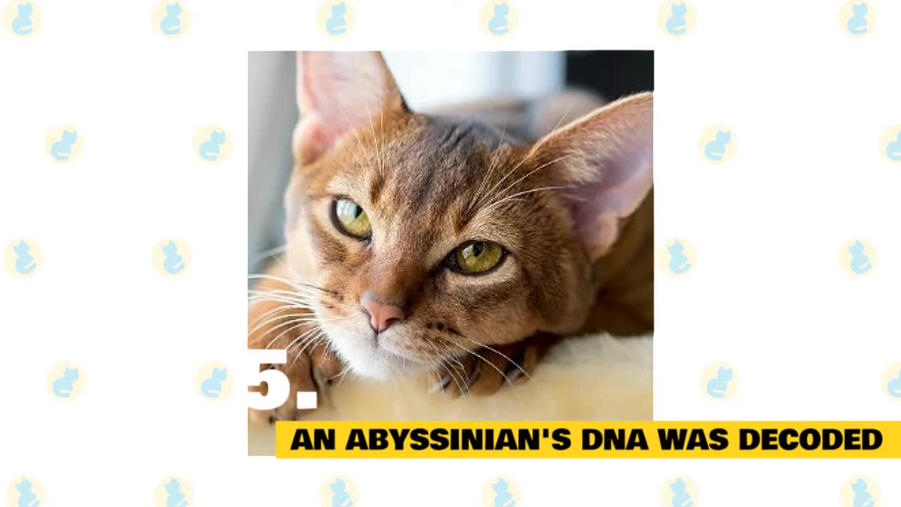 Abyssinian Cats 101 : Fun Facts & Myths