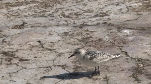 Korea Dokdo Bird