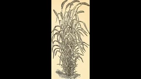 Bitchute Exclusive Video 118 Millet Revisited